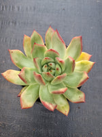 *GLGhybrid(2-230) Echeveria agavoides Frank Reinelt hybrid 弗兰克杂