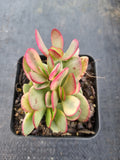 Crassula Platyphylla variegata 紫蝶锦