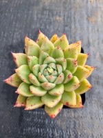 *GLGhybrid(1-627) Echeveria agavoides Ebony hybrid 乌木杂