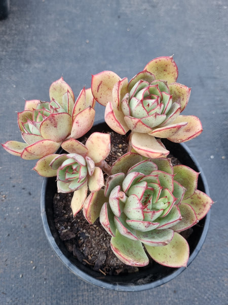 *GLGhybrid(2-343)  Echeveria Nodulosa hybrid 红司杂