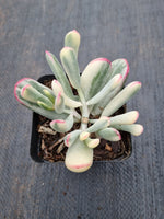 Cotyledon Orbiculata cv. Long Leaf Variegated 棒叶福娘锦