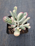 Cotyledon Orbiculata cv. Long Leaf Variegated 棒叶福娘锦