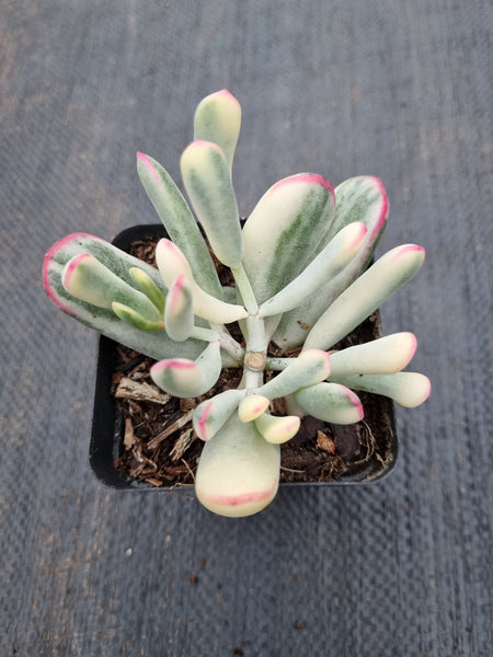 Cotyledon Orbiculata cv. Long Leaf Variegated 棒叶福娘锦