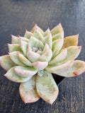 *GLGhybrid(1-804) Echeveria Mexican Giant hybrid 墨西哥巨人杂
