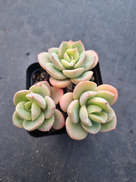 *GLGhybrid(1-1026) Echeveria Nicksana hybrid 妮可莎娜杂