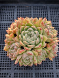 *GLGhybrid(1-566) Echeveria Agavoides hybrid 东云杂
