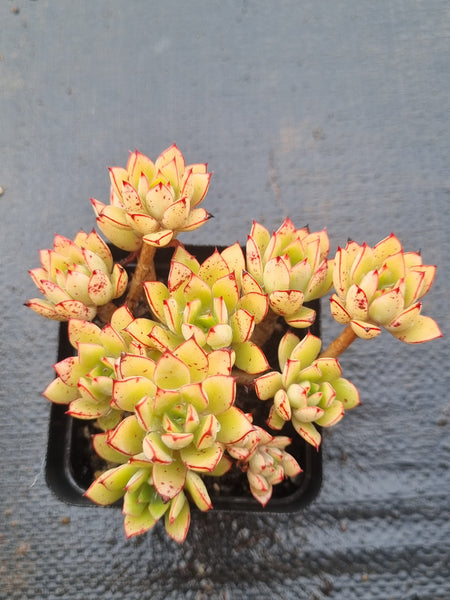 *GLGhybrid(1-1487) Echeveria Ballsii Hybrid 灰姑娘杂