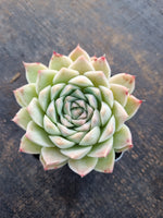 *GLGhybrid(1-336) Echeveria Elegans 'Alba' hybrid 白月影杂