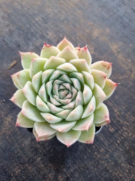 *GLGhybrid(1-336) Echeveria Elegans 'Alba' hybrid 白月影杂