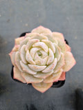 Echeveria Sarang 爱神