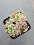 Sedeveria Blue Elf 蓝精灵（蓝苹果）