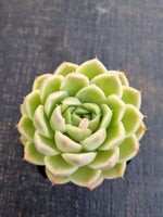 *GLGhybrid(1-1277) Echeveria Hyalina hybrid 海琳娜杂