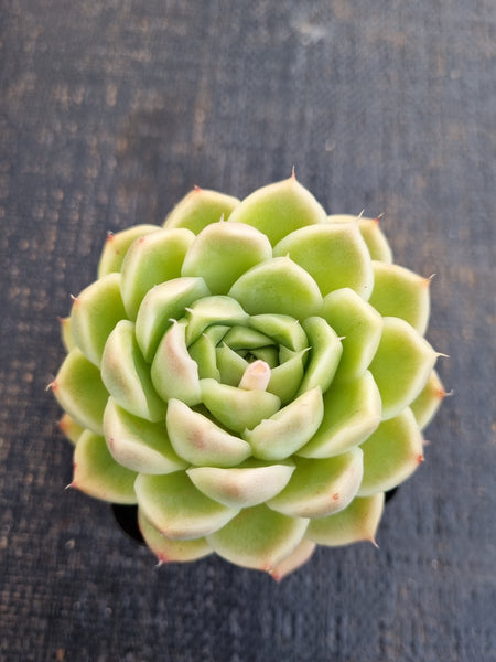 *GLGhybrid(1-1277) Echeveria Hyalina hybrid 海琳娜杂
