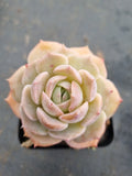 Echeveria Sarang 爱神
