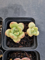 *GLGhybrid(1-1148) Special hybrid pack of 4