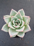 Echeveria white Champaign 白香槟