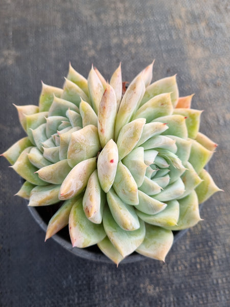 *GLGhybrid (2-186) Echeveria Mexican Giant hybrid 巨人杂
