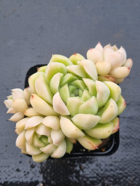 *GLGhybrid(1-1499) Echeveria elegans 'Albicans' hybrid 阿尔卑斯厚叶月影杂