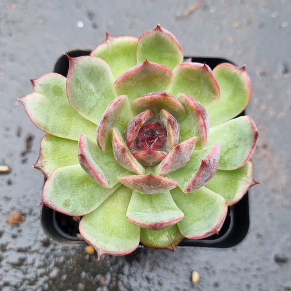 *GLGhybrid(1-1602) Echeveria 'Bloody Maria' hybrid 血玛杂
