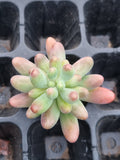 Sedum Pachyphyllum 'Koigokoro' cutting  恋心砍枝