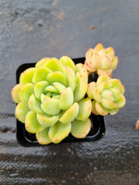 *GLGhybrid(1-1528) Echeveria Schichi-kuksi hybrid