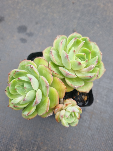 *GLGhybrid(1-1359)Echeveria Reglensis hybrid 红颜杂