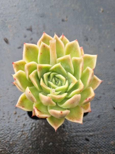 *GLGhybrid(1-1433) Echeveria agavoides Ebony hybrid 乌木杂