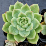 *GLGhybrid(1-506) Special hybrid pack of 4