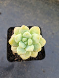 Sedum Treleasei 天使之泪