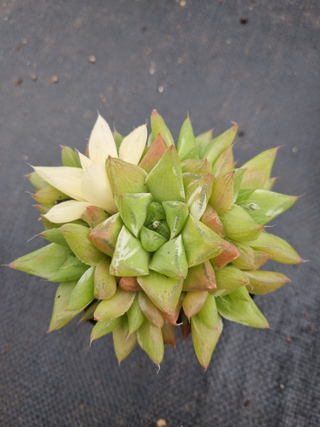 Haworthia variegated no ID