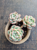 Echeveria Selena 雪花