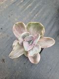 Echeveria Decora (variegated plants) 德克拉锦