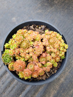 Rosularia Platyphylla 小野玫瑰