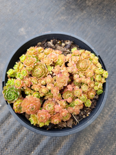Rosularia Platyphylla 小野玫瑰