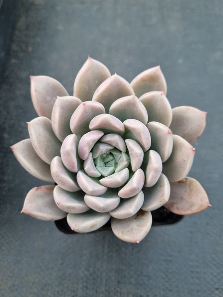 *GLGhybrid(1-903)Pachyveria Elaine hybrid 香水杂