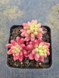 Sedum Rubrotinctum variegata 虹之玉锦