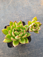 *GLGhybrid(1-853) Echeveria Agavoides sp 黄金雨杂