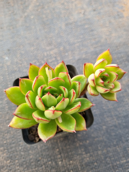 *GLGhybrid(1-853) Echeveria Agavoides sp 黄金雨杂