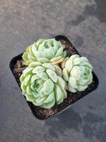 *GLGhybrid(1-1204)  Echeveria Mexico Minima hybrid 墨姬杂