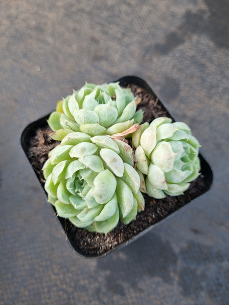 *GLGhybrid(1-1204)  Echeveria Mexico Minima hybrid 墨姬杂