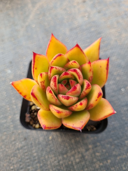 *GLGhybrid(1-852) Echeveria Agavoides Lipstick hybrid 口红杂
