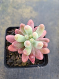 Sedum Pachyphyllum 'Koigokoro'   恋心