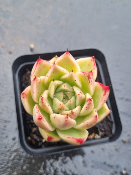 *GLGhybrid(1-1494) Echeveria agavoides Polaris hybrid 北极星杂