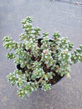 11cm pot Sedum furfuraceum 群毛豆