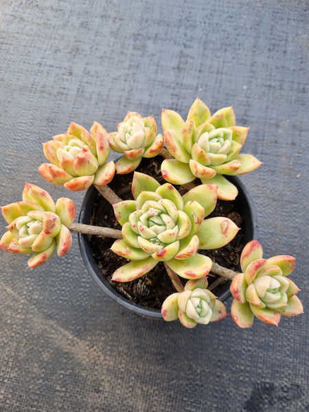 *GLGhybrid (2-79)  Echeveria Gilva hybrids 玉杯东云杂