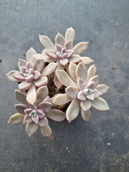 *GLGhybrid(1-1023) Graptopetalum Mendozae X Echeveria brown Sugar 丸姬杂红糖