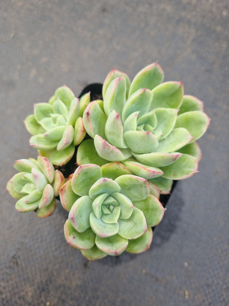 *GLGhybrid(1-1334) Echeveria Moon Fairy hybrid 月亮仙子杂
