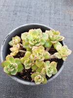*GLGhybrid(2-38)  Echeveria Ballsii hybrid 灰姑娘杂