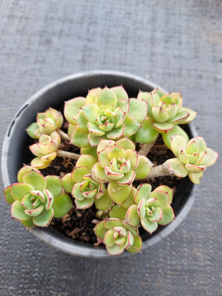 *GLGhybrid(2-38)  Echeveria Ballsii hybrid 灰姑娘杂