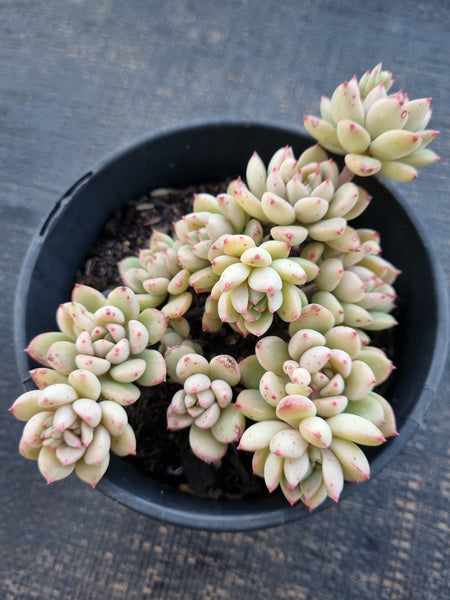 *GLGhybrid(2-333) Graptopetalum Mendozae hybrid 丸姬杂